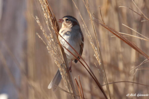 Field Sparrow