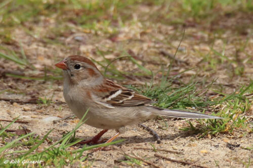 Field Sparrow