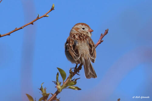 Field Sparrow