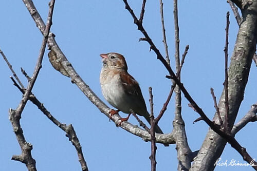 Field Sparrow enjoying the sun