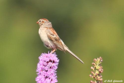 Field Sparrow