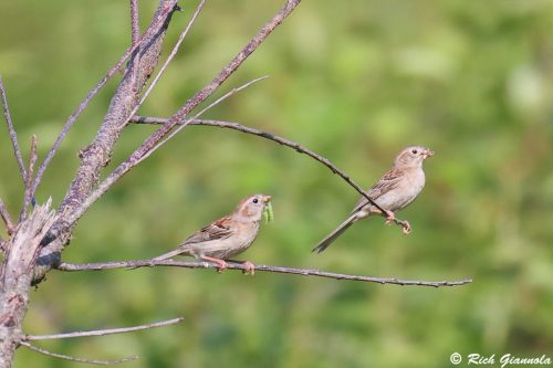 Field Sparrows