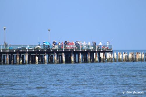 Fishers at Cape Henlopen State Park