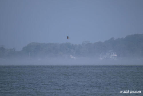 Fog over Sinepuxent Bay