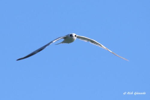 Forster's Tern headed towards me