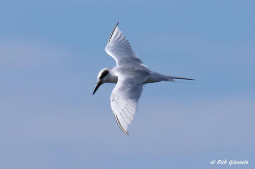 Forster's Tern spying a fish