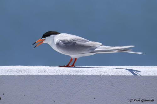 Forster's Tern