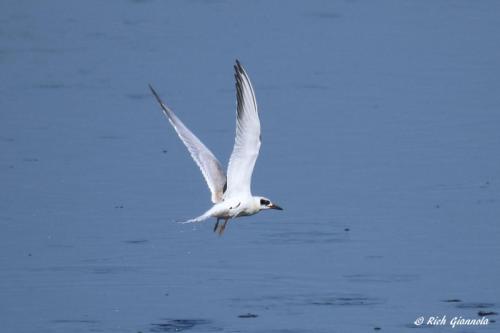 Forster's Tern