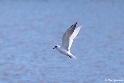 Forster's Tern