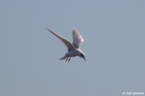 Forster's Tern