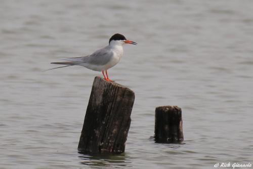 Forster's Tern