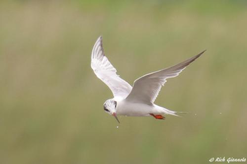 Forster's Tern