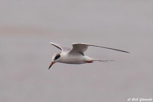 Forster's Tern