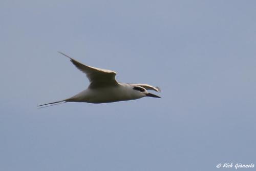 Forster's Tern