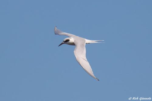 Forster's Tern