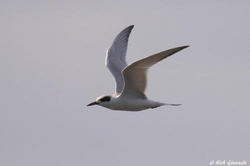 Forster's Tern