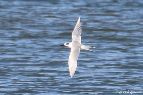 Forster's Tern