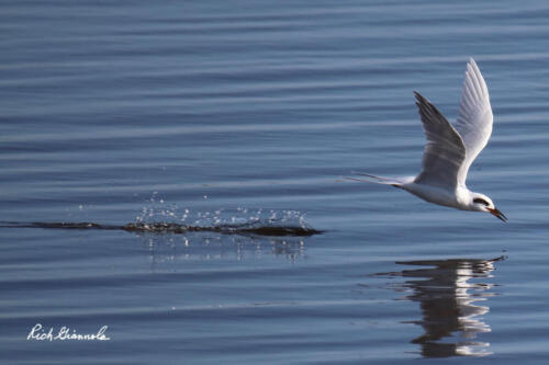 Forster's Tern skimming the water