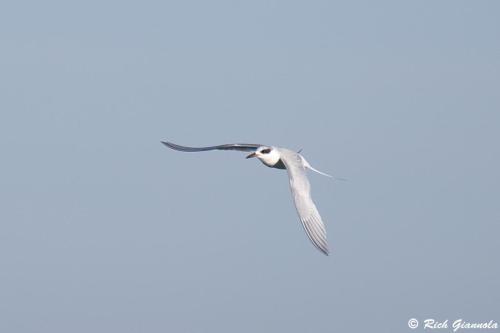 Forster's Tern