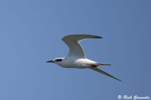 Forster's Tern