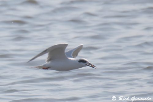 Forster's Tern