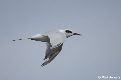 Forster's Tern