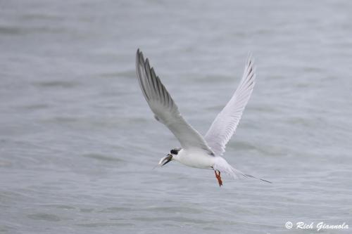 Forster's Tern