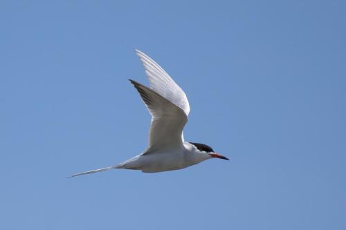 Forster's Tern