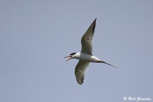 Forster's Tern