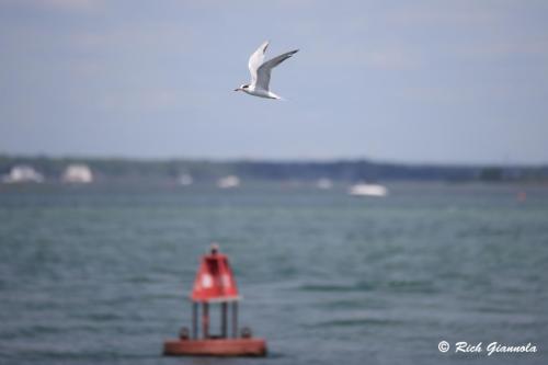 Forster's Tern