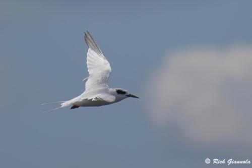 Forster's Tern