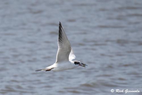 Forster's Tern