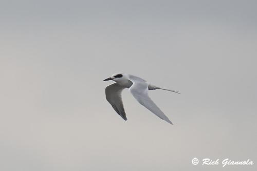 Forster's Tern