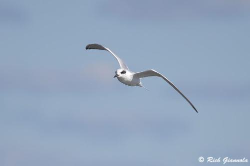 Forster's Tern