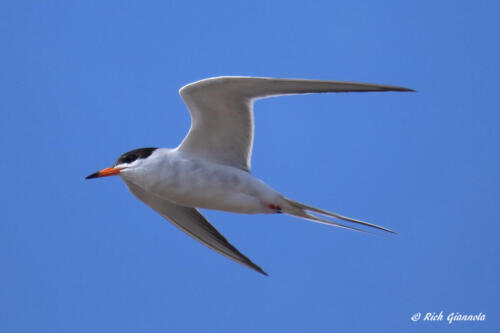 Forster's Tern looking for a fish