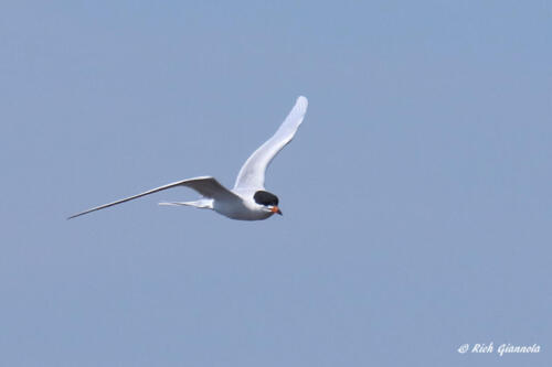 A Forster's Tern looking for a fish