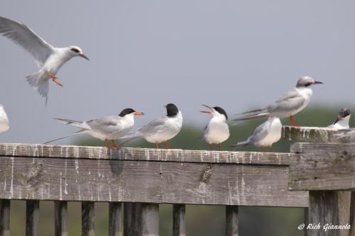 Forster's Terns