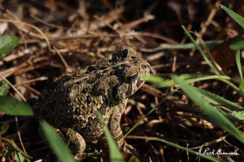 Fowler's Toad