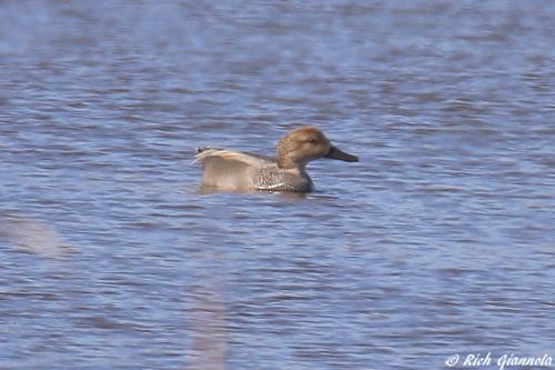 Gadwall