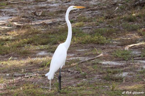 Gerat Egret