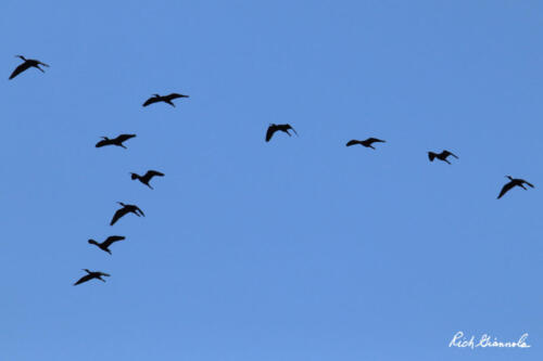 Glossy Ibises almost in V-formation