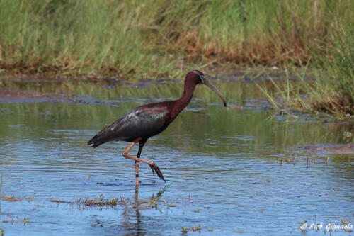 Glossy Ibis