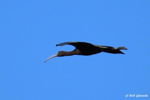 Glossy Ibis