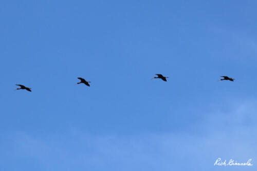 Glossy Ibis trail