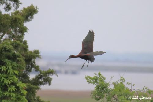 Glossy Ibis