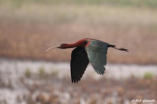 Glossy Ibis