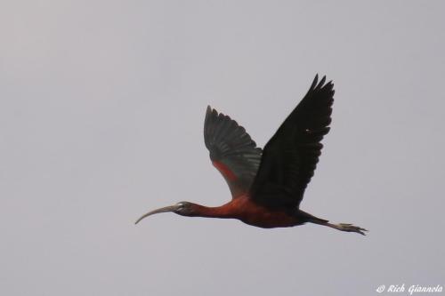 Glossy Ibis