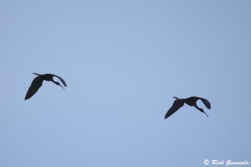 Glossy Ibis