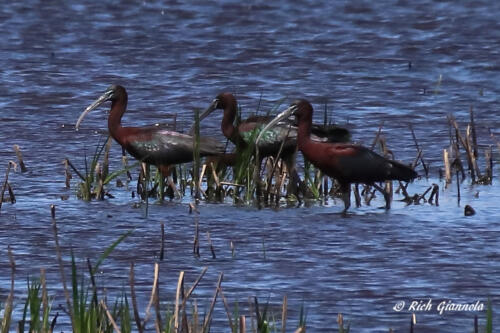 A group of Glossy Ibises looking for food