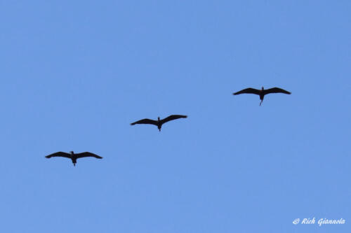 Flock of 3 Glossy Ibises overhead